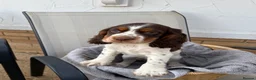 Cocker Spaniel dogs for sale: Cocker spaniel puppy  - Advert 9