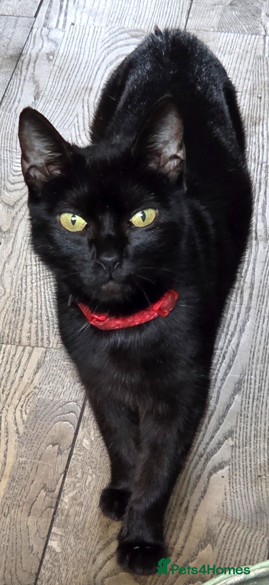 Mixed Breed cats Kittens - Advert 1