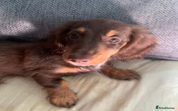 Dachshund dogs for sale: dachshund - Image 3