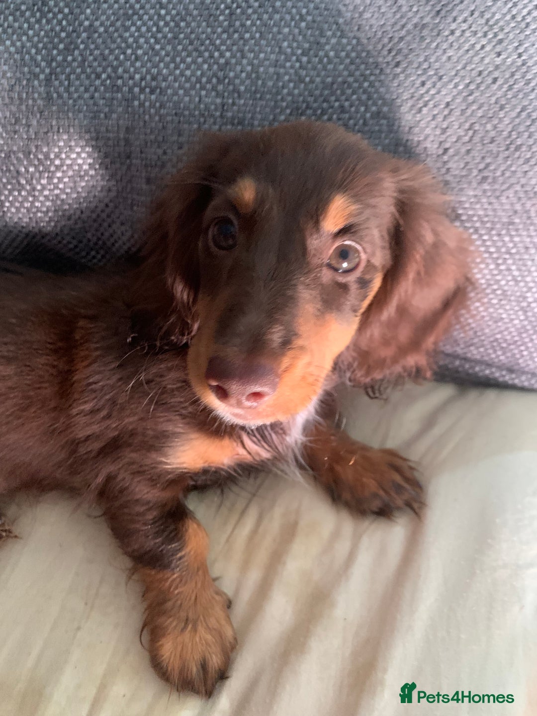 Dachshund dogs for sale: dachshund - Image 3