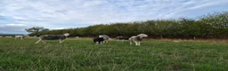 Sheep livestock for sale: Herdwick ewes and lambs for sale - Advert 7