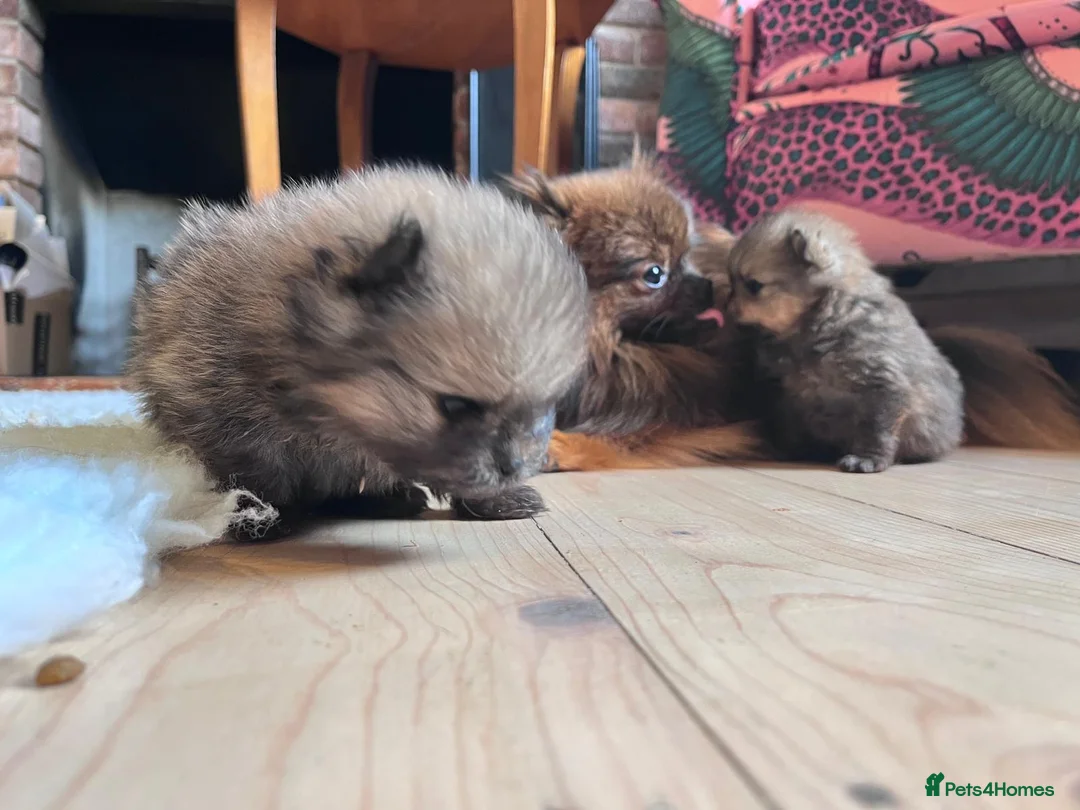Pomeranian dogs for sale: Pomeranian puppies from champion show lines  in Guildford - Advert 5