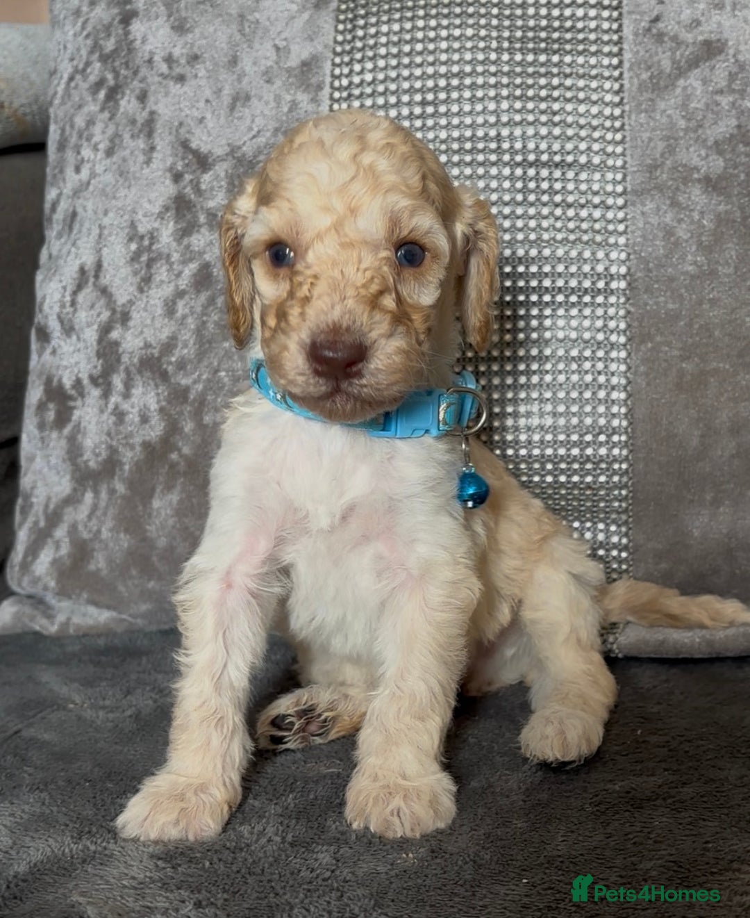Cockapoo dogs for sale: stunning cockapoo puppies  - Image 20