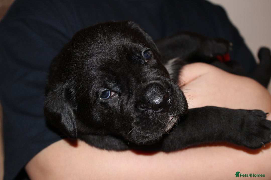 Cane Corso dogs for sale: Cane Corso Puppies from Exceptional Bloodlines, - Advert 22