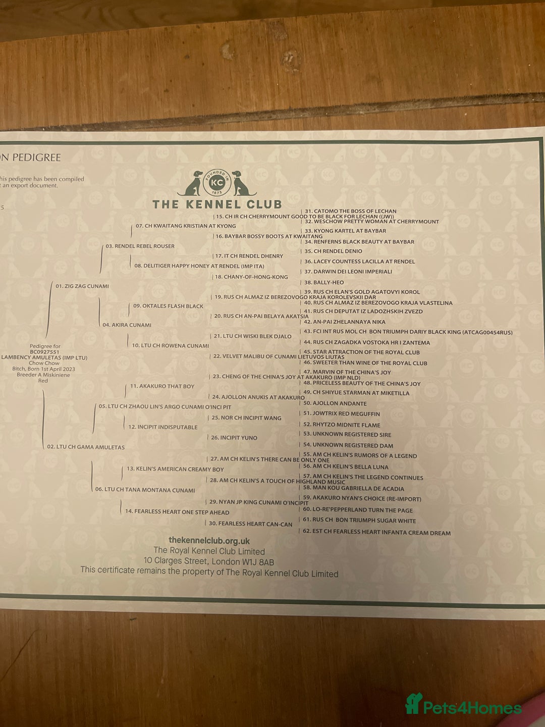 Chow Chow dogs for sale:  Chow chow  - Advert 14