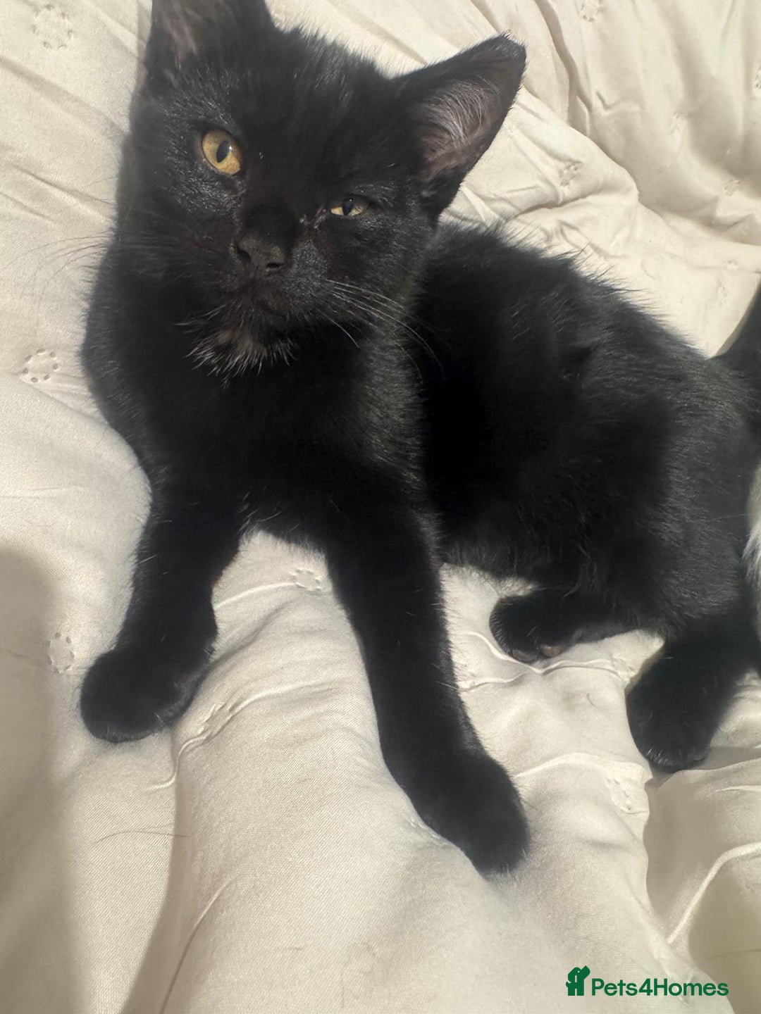 Asian cats for sale: Gorgeous Asia. Kitten looking to remove.  - Advert 4