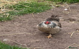 Chickens poultry for sale: 1 Cockerel and 3 hens for sale - Image 10