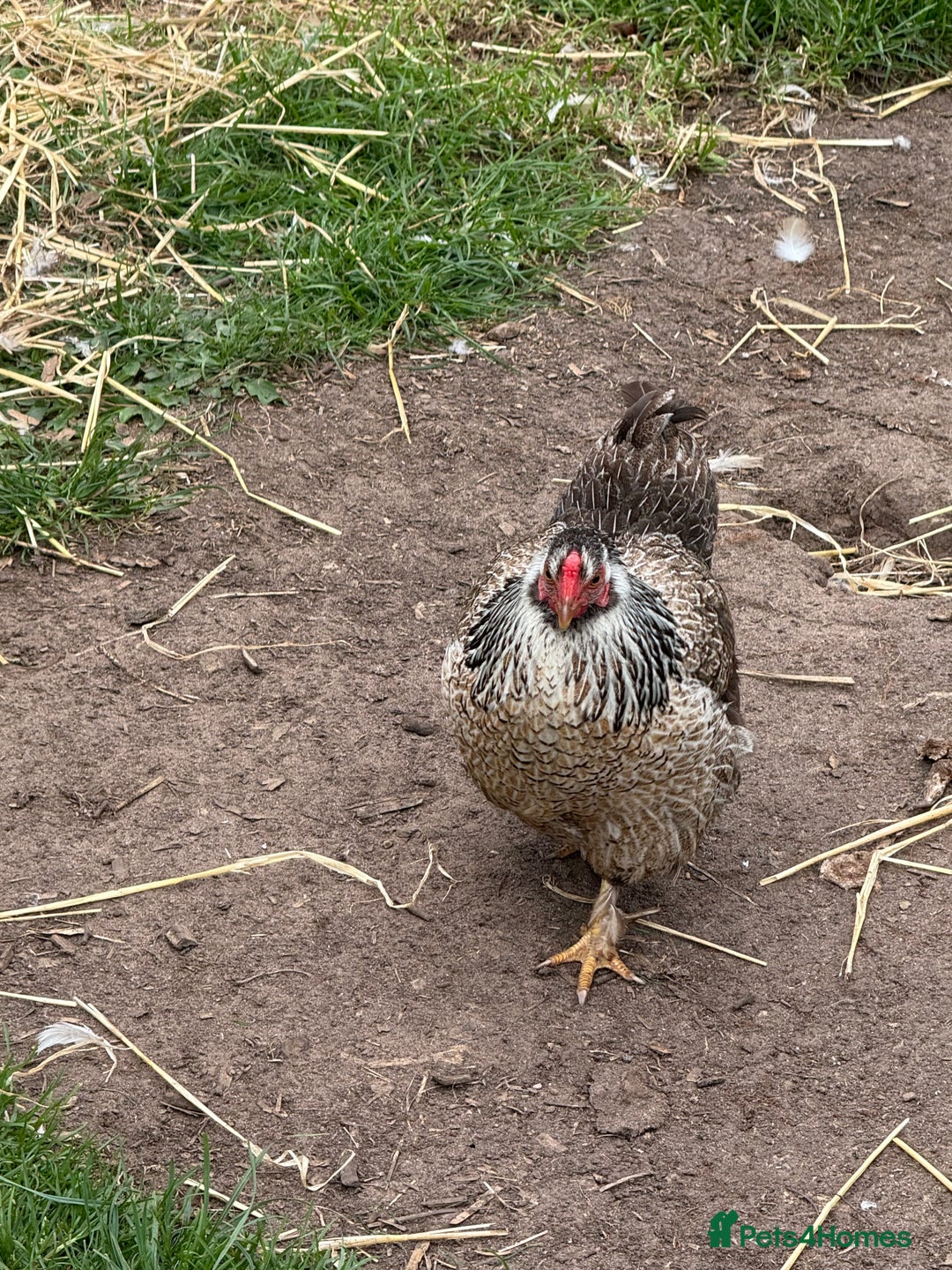 Chickens poultry for sale: 1 Cockerel and 3 hens for sale - Image 10