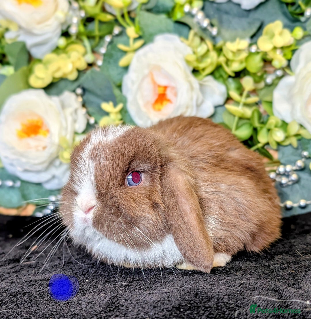 Mini Lop rabbits for sale: ❤️Stunning mini lop babies❤️ - Advert 5