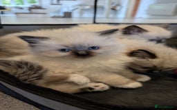 Ragdoll cats for sale: Purebred Ragdoll Kittens - Image 12