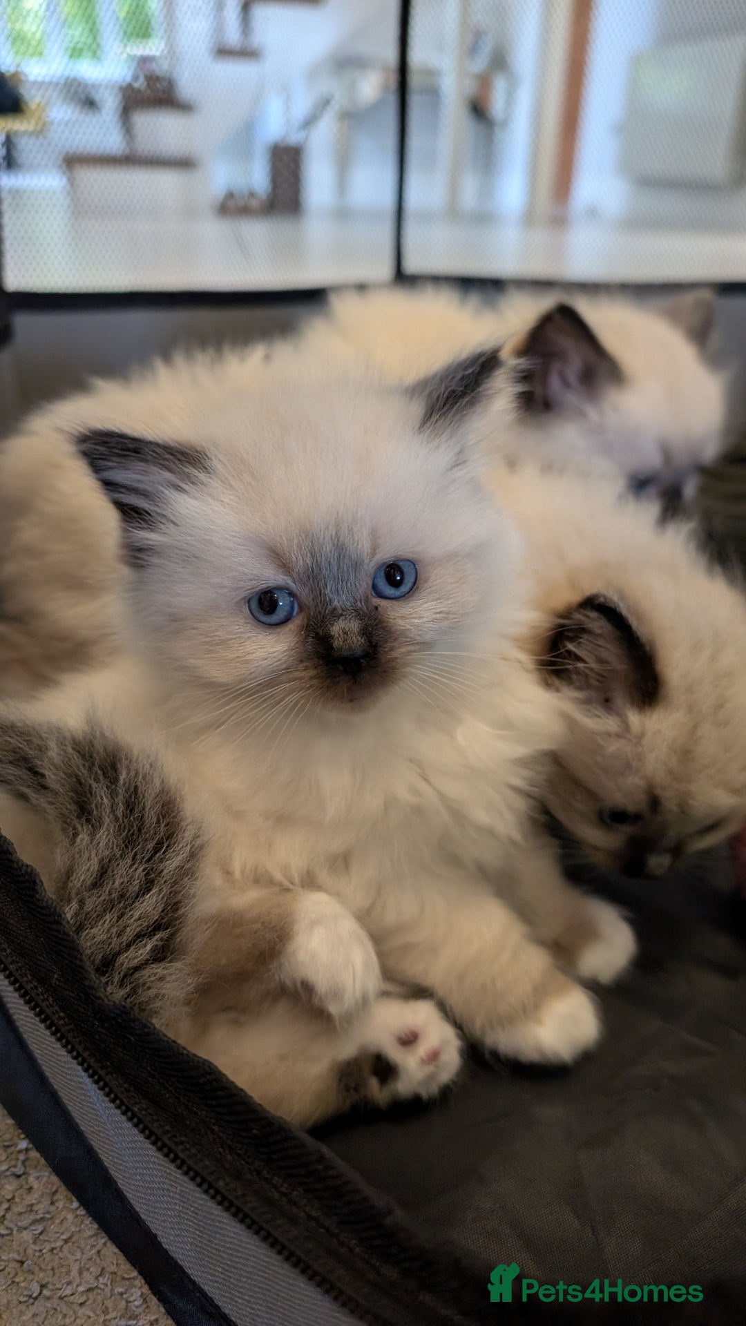 Ragdoll cats for sale: Purebred Ragdoll Kittens - Image 12