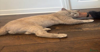 British Shorthair cats - Advert 7