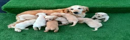 Goldador dogs for sale: Goldador puppies 9 available  - Advert 14