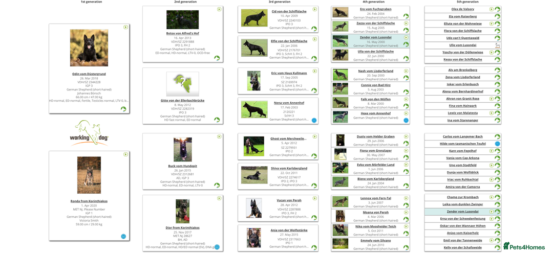 German Shepherd dogs for sale: Exceptional Working-Line German Shepherd - Advert 3