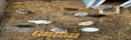 Chickens poultry for sale: Frizzle banthams - Advert 4