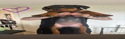 Rottweiler dogs for sale: READY TO GO! Rottweiler pups  - Advert 9