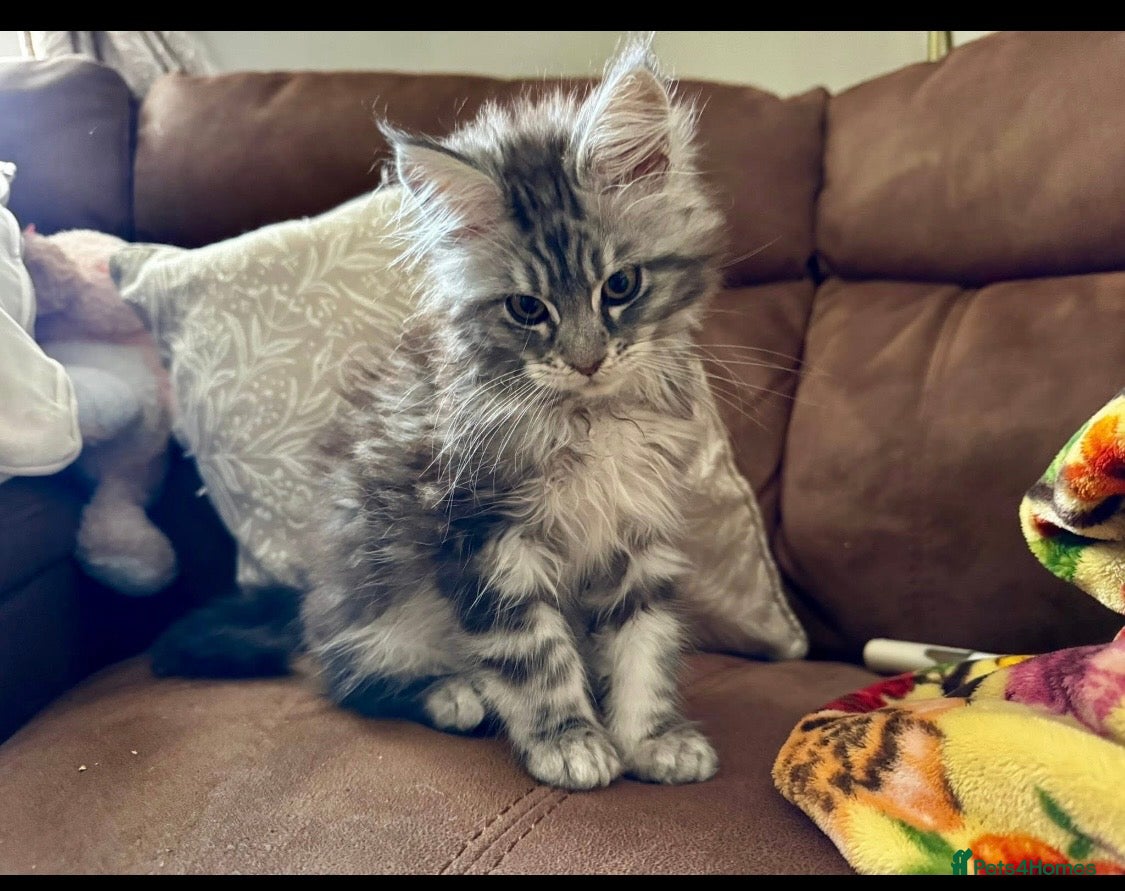 Maine Coon cats GCCF Silver Classic Maine Coon Kittens - Advert 3