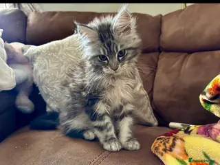 Maine Coon cats GCCF Silver Classic Maine Coon Kittens - Advert 3