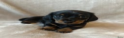 Miniature Dachshund dogs for sale: KC Reg - 1 puppy looking for his forever home - Advert 3