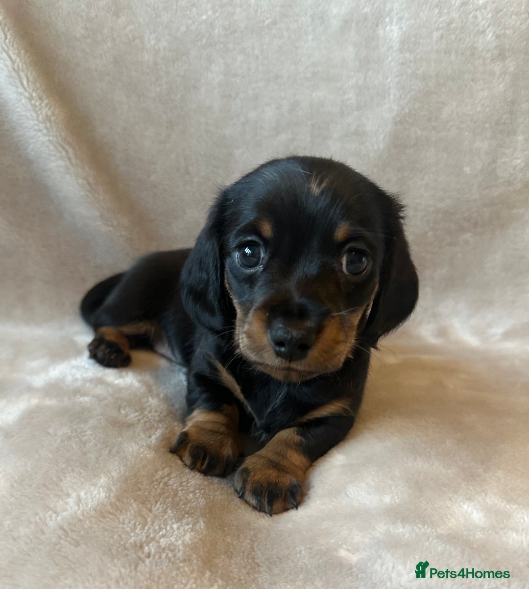 Miniature Dachshund dogs for sale: KC Reg - 1 puppy looking for his forever home - Advert 3