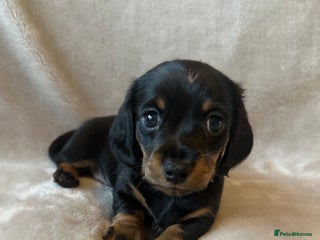 Miniature Dachshund dogs Stunning litter of 4 KC Reg puppies - Advert 11