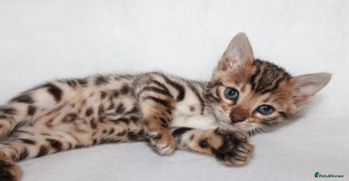 Bengal cats Pedigree TICA Bengal Kittens - Ready 07/01/26 - Advert 6