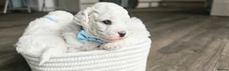 Bichon Frise dogs for sale: Sweet Bichon Frise puppies- Champion Bloodline - Advert 17