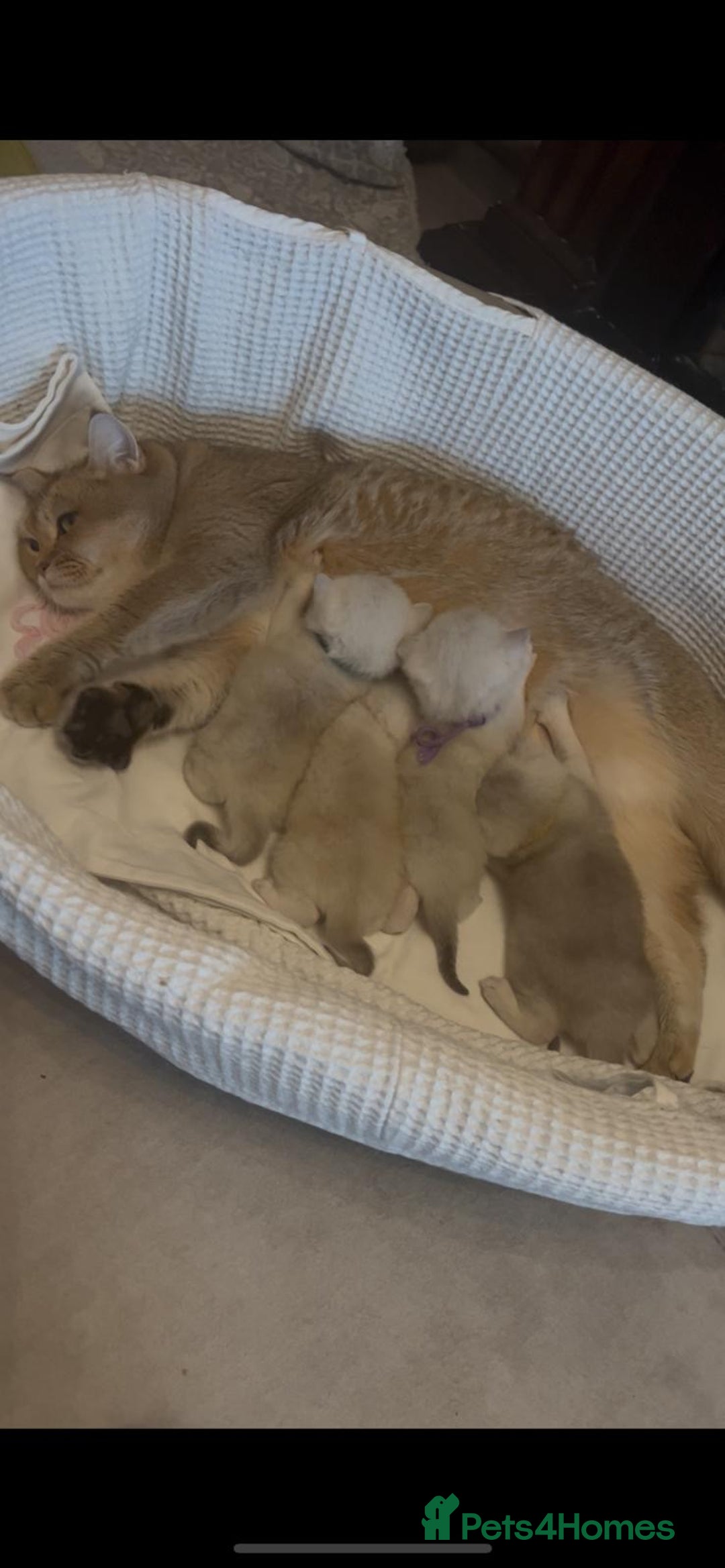 Scottish Fold cats for sale: Beautiful Scottish Straight Kittens - Advert 24