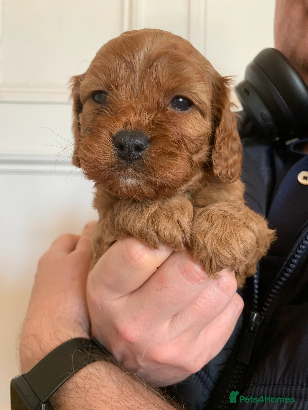 Cavapoo dogs for sale:  Lovely home reared F1 Cavapoo 7 weeks old - Advert 19