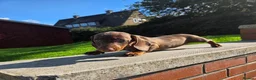 Miniature Dachshund dogs for sale: Beautiful choc & tan female - Advert 10