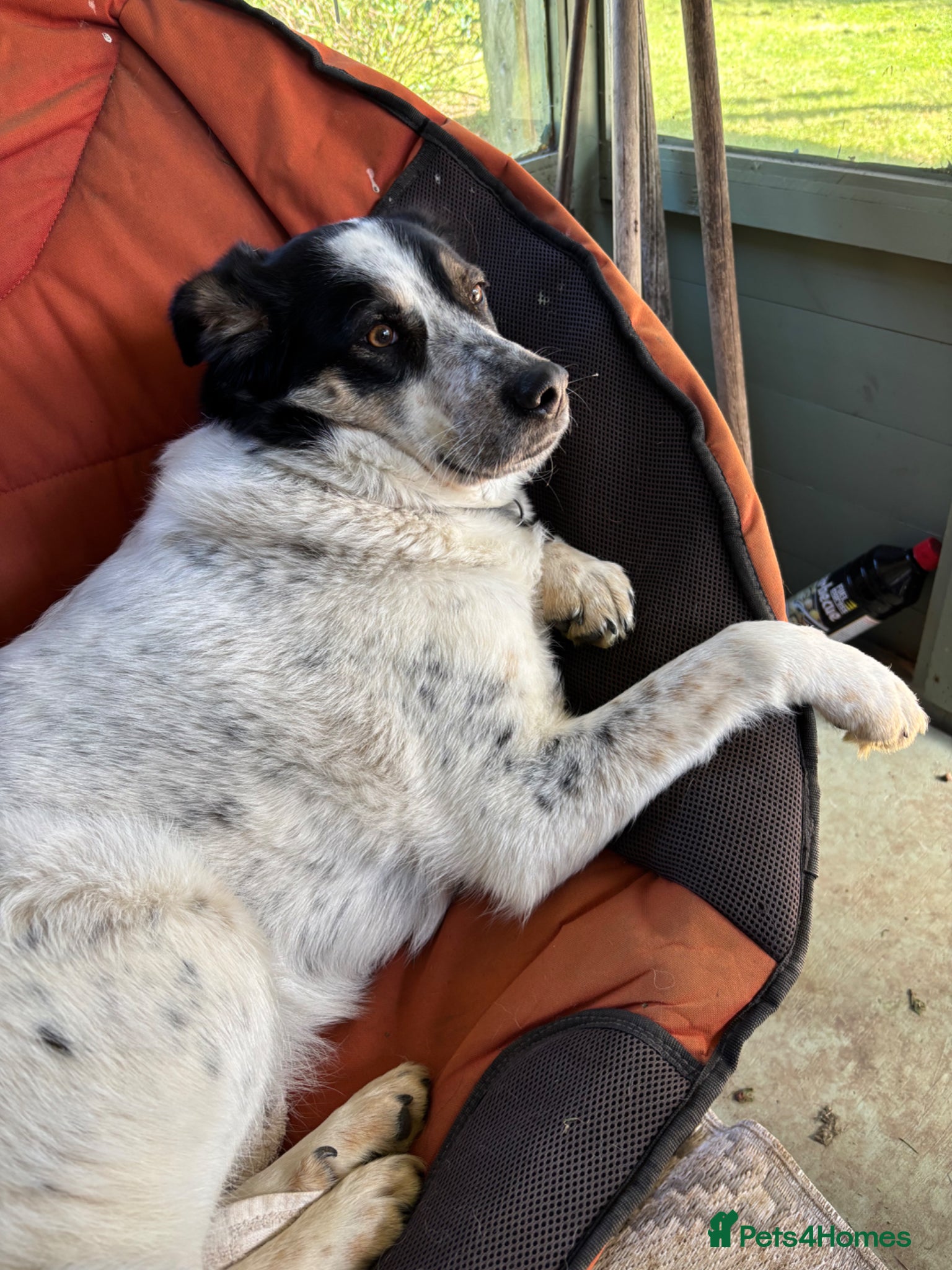 Mixed Breed dogs for adoption: Oreo - In Foster UK - Advert 2