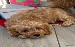 Cavapoo dogs for sale: Toy cavapoo f1 HEALTH TESTED  - Image 2