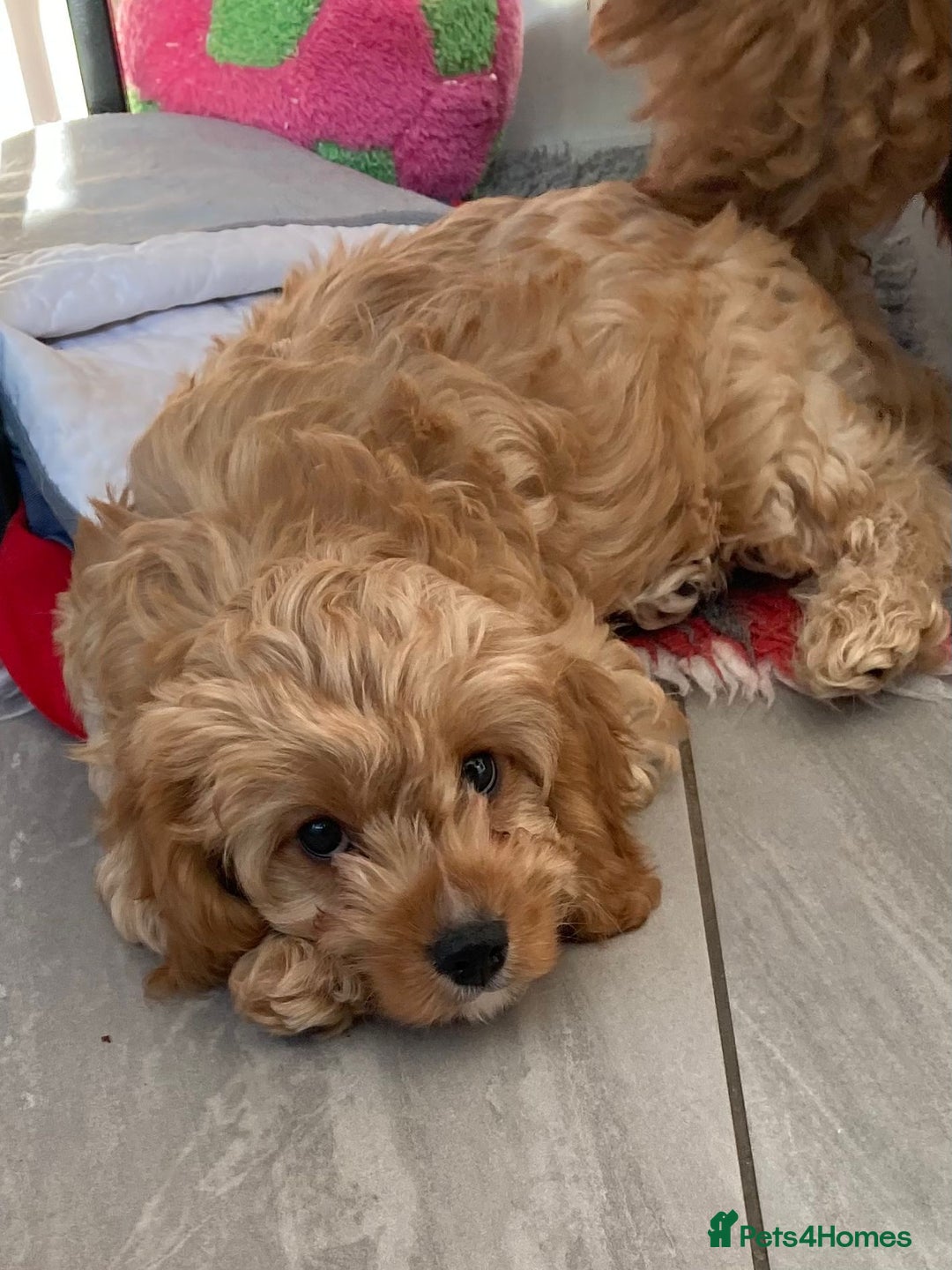 Cavapoo dogs for sale: Toy cavapoo f1 HEALTH TESTED  - Image 2