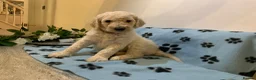 Standard Poodle dogs for sale: 🥇 White KC Standard Poodle Puppies – Ready Now ✨ - Advert 13