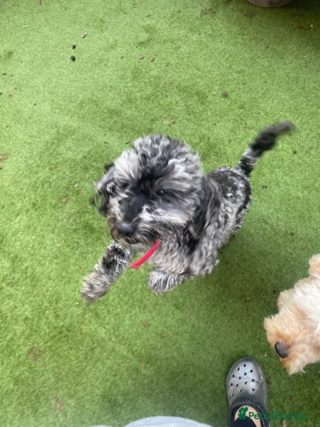 Cockapoo dogs for sale: Cockapoo 2 year old - Advert 6