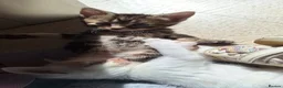 Bengal cats for sale: Beautiful kittens for sale  in Nottingham - Advert 17
