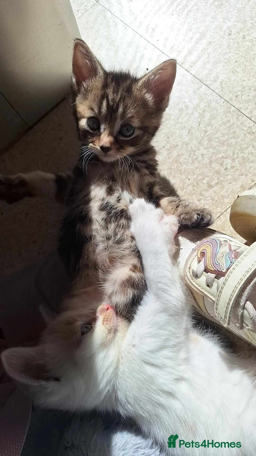 Bengal cats for sale: Beautiful kittens for sale  in Nottingham - Advert 17