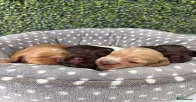 Cocker Spaniel dogs - Advert 4