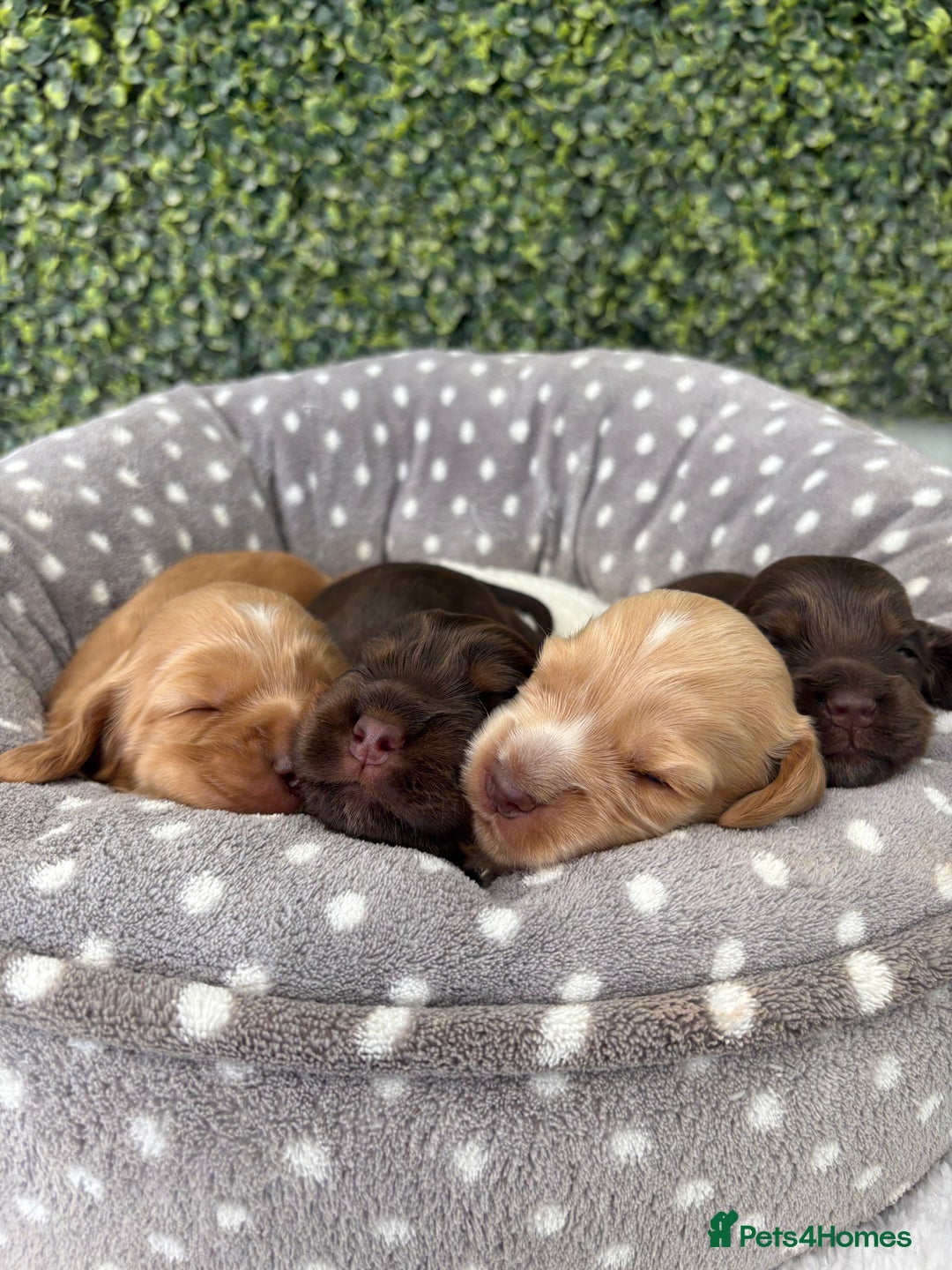 Cocker Spaniel dogs for sale: 🧡🤎 Show Cocker Spaniel Puppies For Sale - Image 2