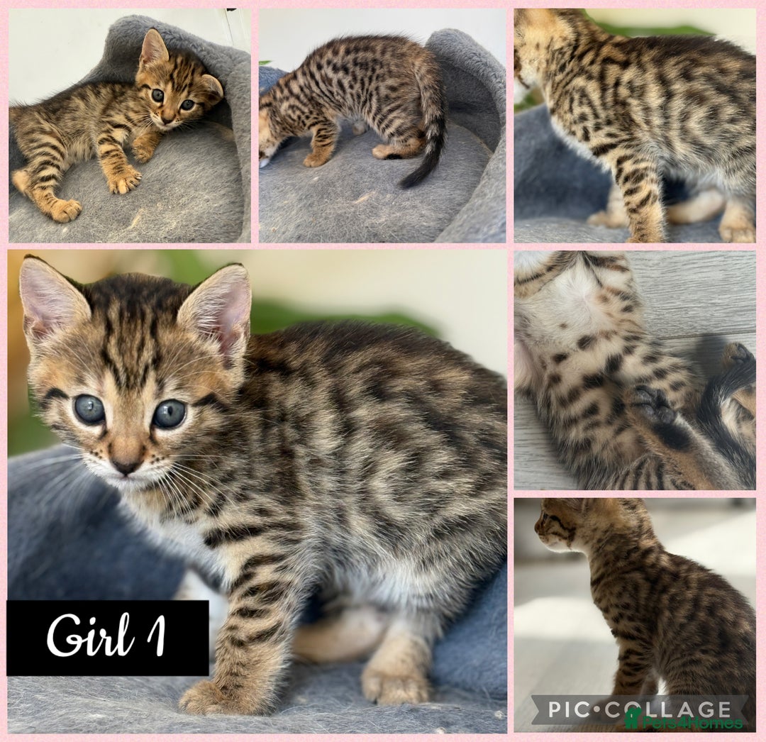 Mixed Breed cats for sale: Cutest Bengal X Kittens nearly ready to go!! - Image 2