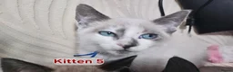 Snowshoe cats for sale: Rare pedigree snowshoe kittens - Advert 33