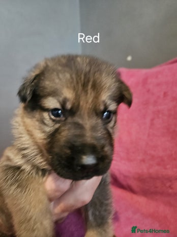 German Shepherd dogs - Advert 1