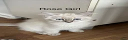 Siberian cats for sale: Amazing Siberian Neva Masquerade/Ragdoll kittens  - Advert 32
