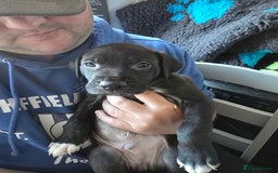 Mixed Breed dogs for sale: Cane corso x lurcher  - Image 1