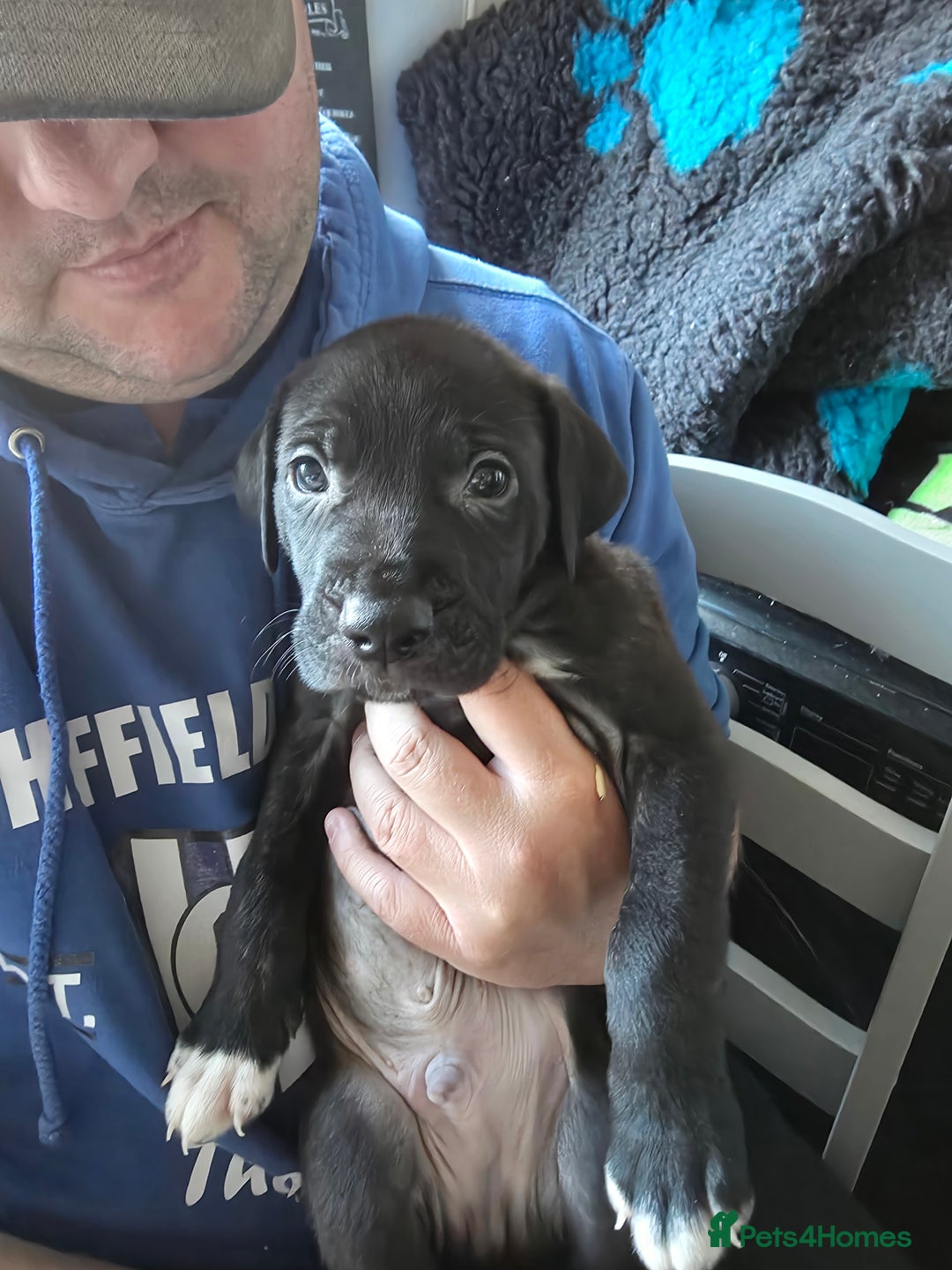 Mixed Breed dogs for sale: Cane corso x lurcher  - Image 1