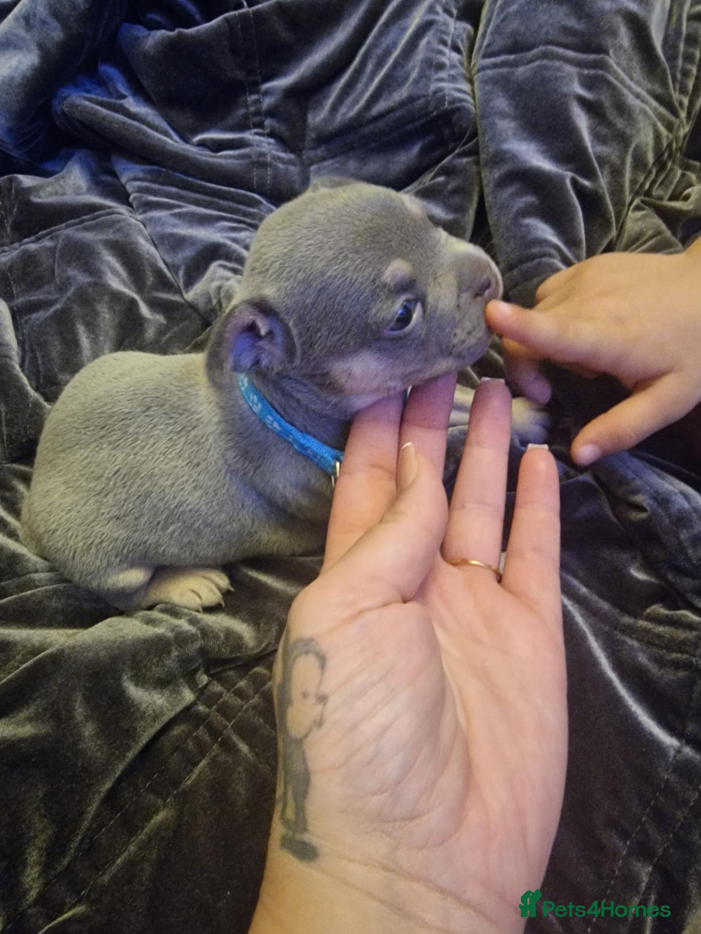 French Bulldog dogs French bulldog puppies  - Advert 8