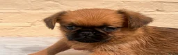 Griffon Bruxellois dogs for sale: Beautiful Brussels Griffon puppies - Advert 23