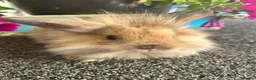 Lionhead rabbits for sale: 🦋Pure breed Teddy lionheads 🦋 - Advert 23