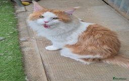 Maine Coon cats for stud: For stud  - Image 2