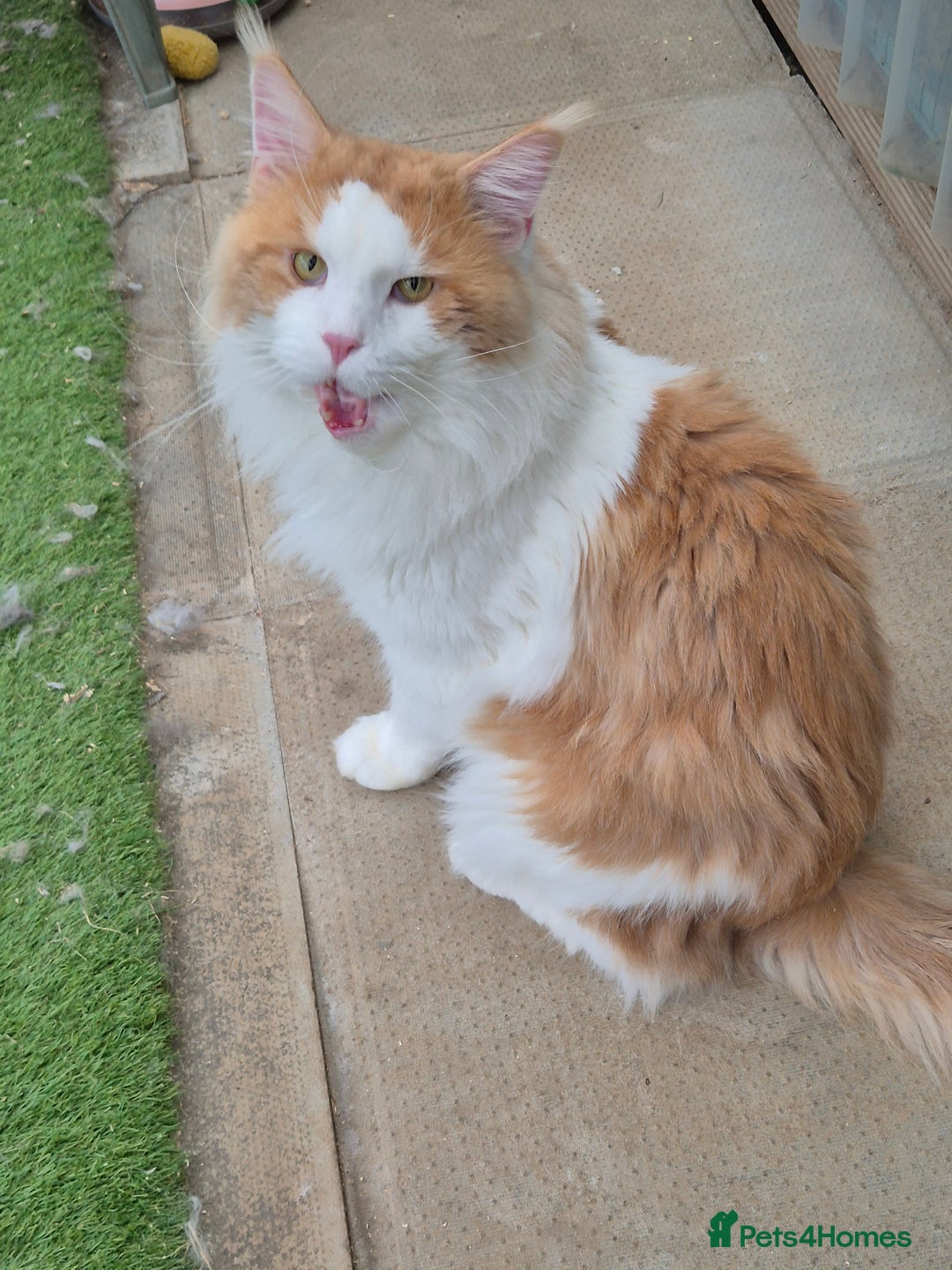 Maine Coon cats for stud: For stud  - Image 2